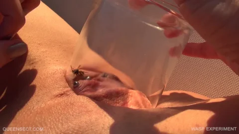 Wasp Experiment – tubebdsmsex net