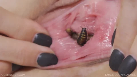 Blonde inserts cockroach into her vagina with speculum and hands