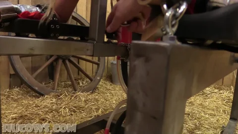 Cindy Dollar Wonder Cow -е [tubebdsmsex net]